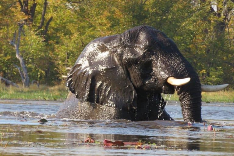 Quando andare in Botswana: la guida mese per mese