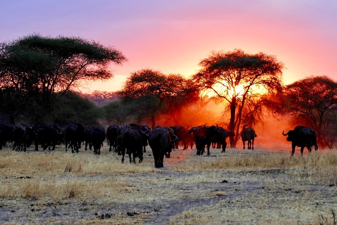 Tanzania 2025 mandria di bufali al tramonto nel Parco Nazionale Tarangire – Viaggi Over 55