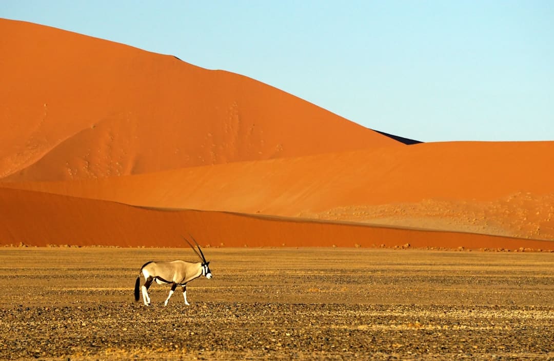 Photo by Joe McDaniel white and brown animal with antler on brown sand