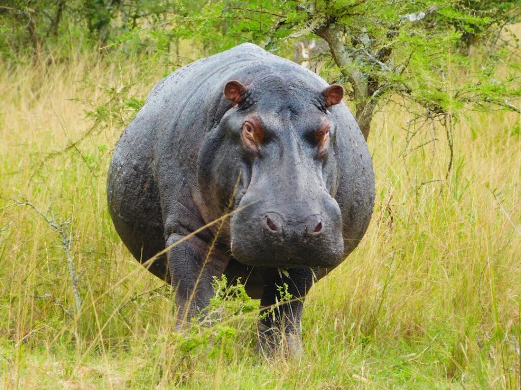 Ippopotamo nel Parco Nazionale dell’Akagera in Rwanda a giugno 2025, safari africano – Viaggi Over 55