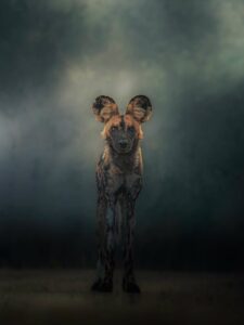 Hyena standing upright on a misty, dark clearing, facing the camera with ears perked.