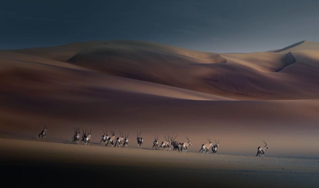 755297044_1729698154827902_5890397987151385899_n - Destinazione Africa Herd of antelopes with long horns walking in a desert with rolling sand dunes at dusk/sunset.