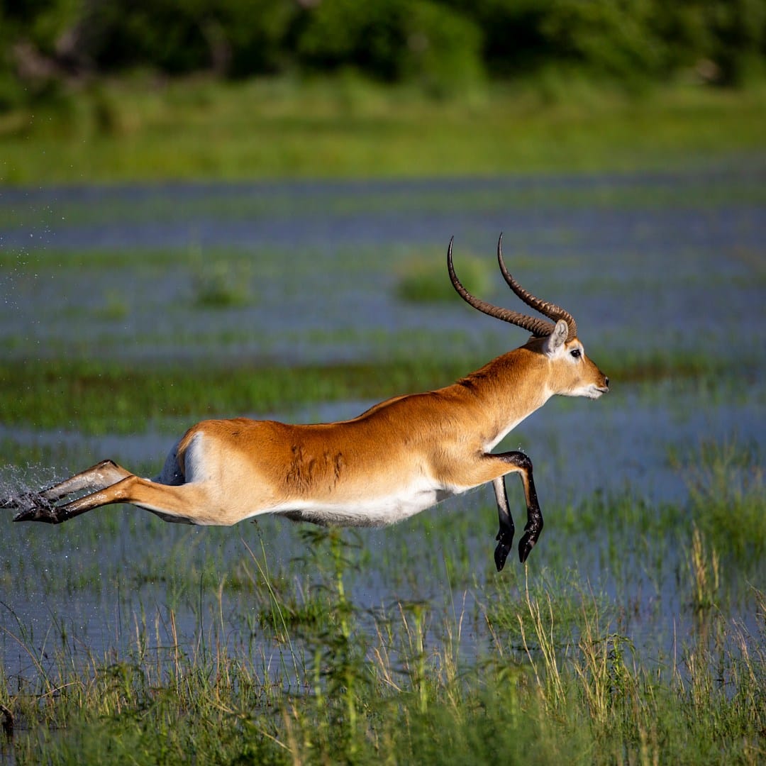 andBeyond Sandibe Okavango Safari Lodge — foto principale