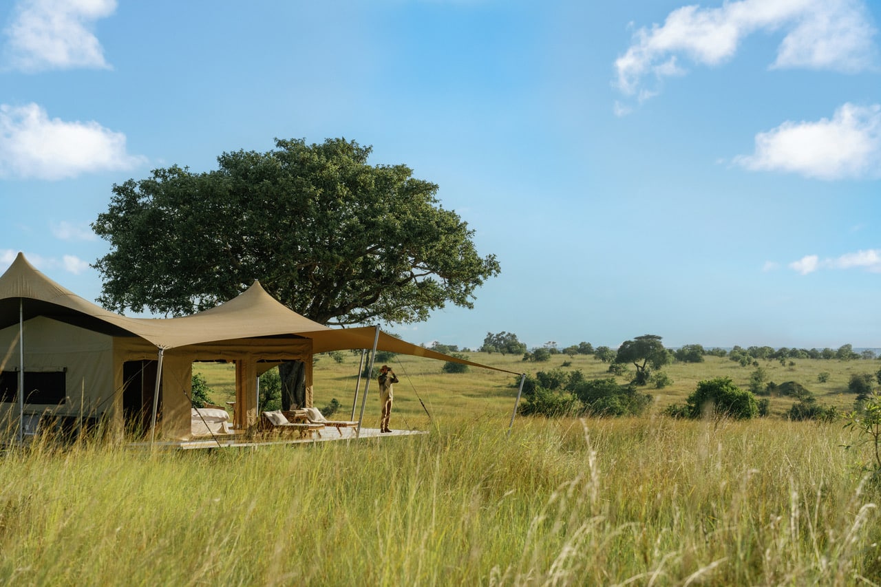 Roving Bushtops — foto principale
