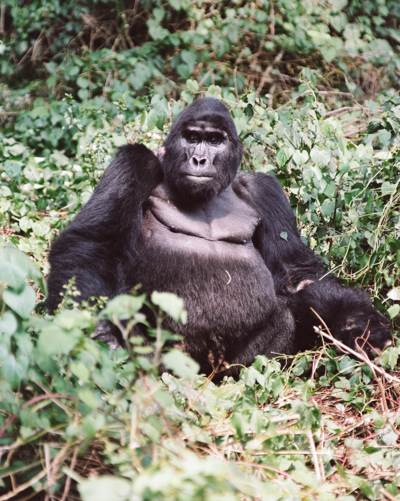 Bwindi Lodge — foto galleria 2