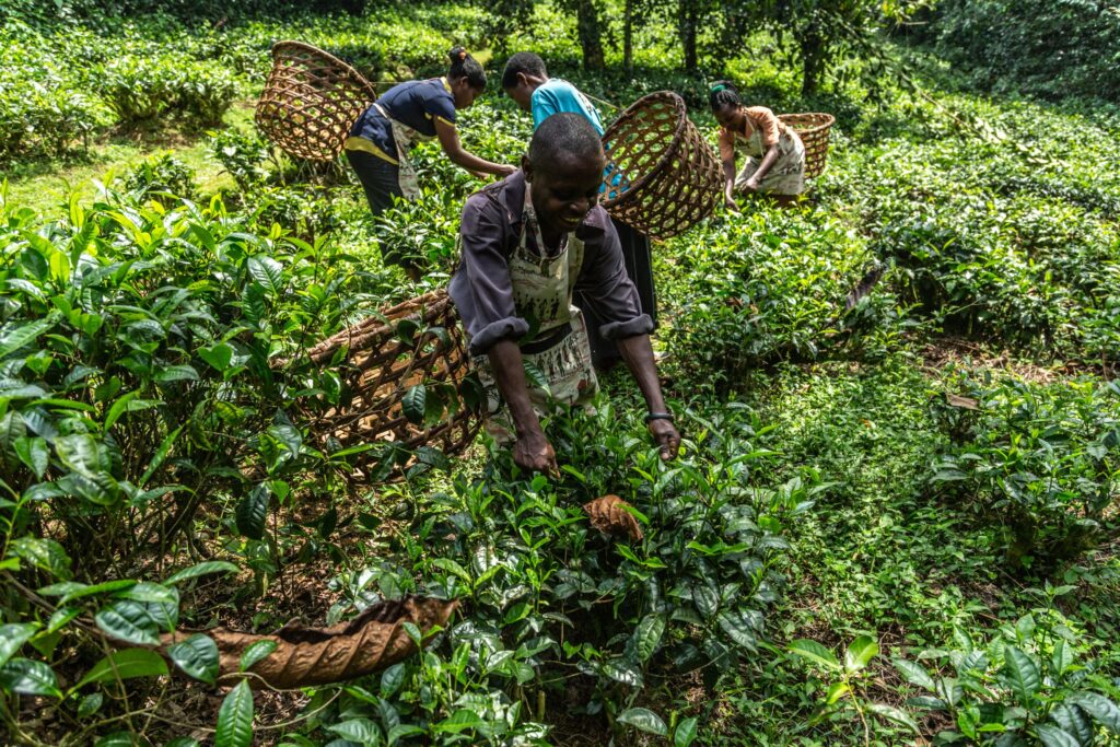 Bwindi Lodge — foto galleria 4