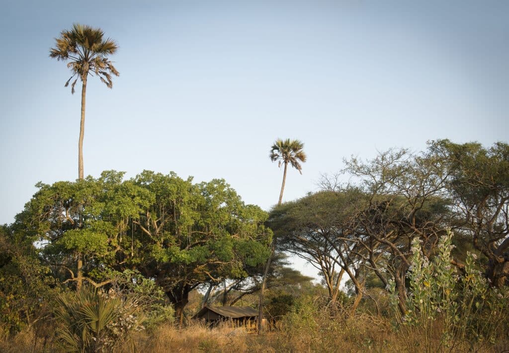 Chada Katavi — foto galleria 5
