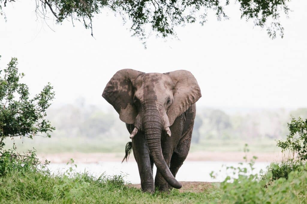 Chilo Gorge Safari Lodge — foto galleria 5