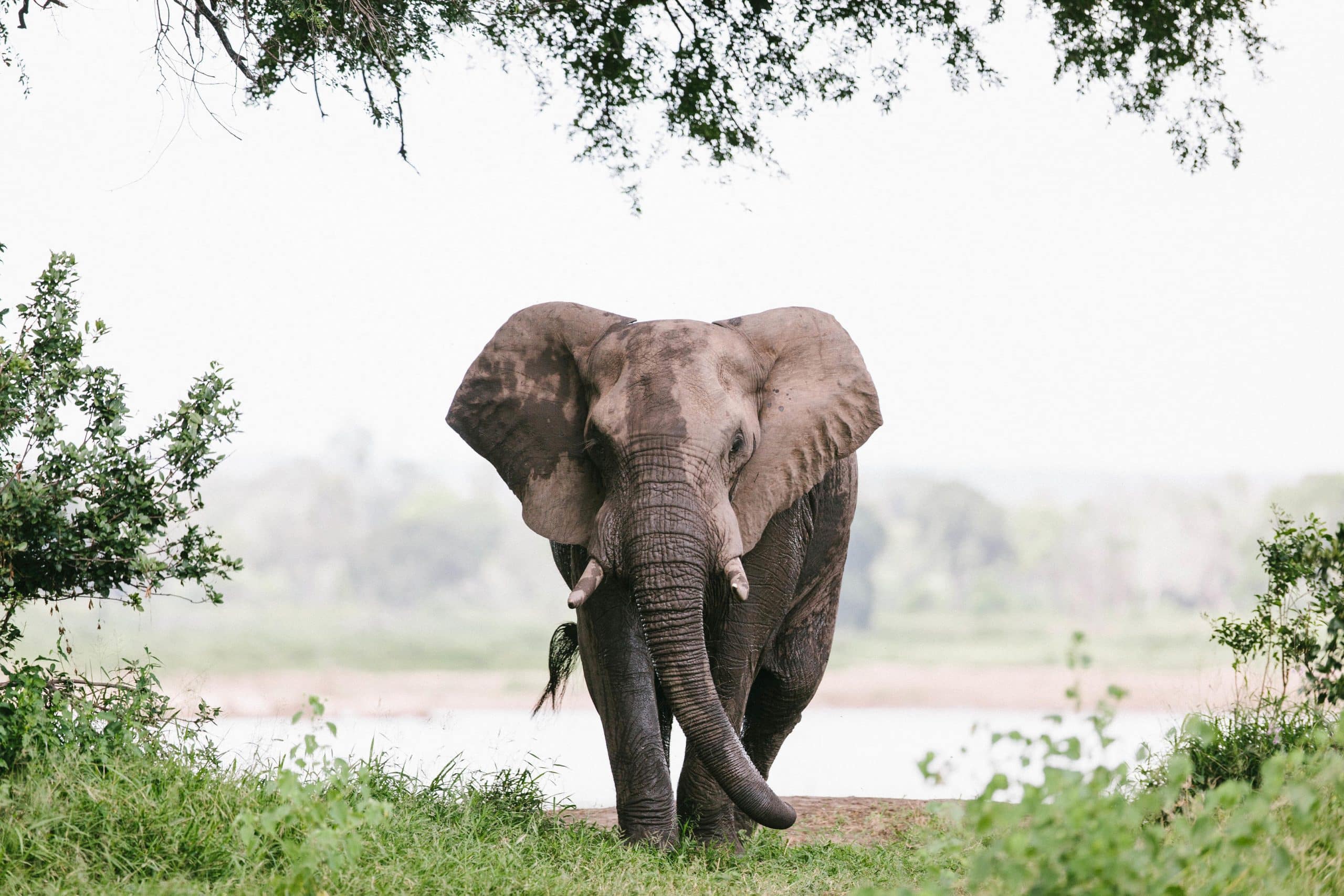 Chilo Gorge Safari Lodge — foto galleria 5
