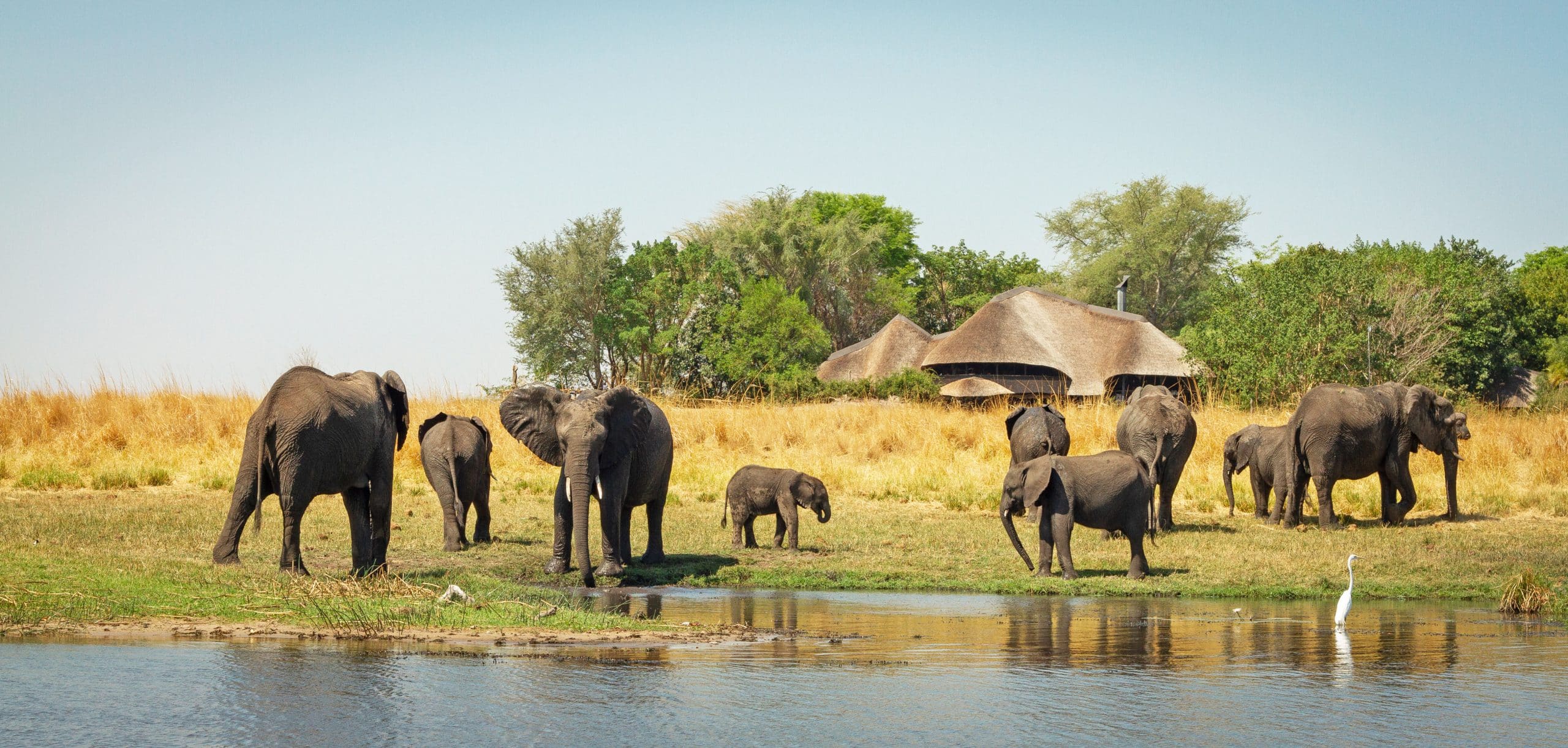 Chobe Savanna Lodge — foto principale