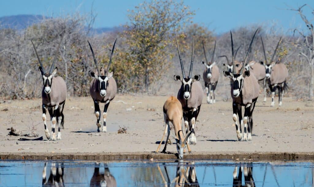 Etosha Mountain Lodge — foto galleria 3