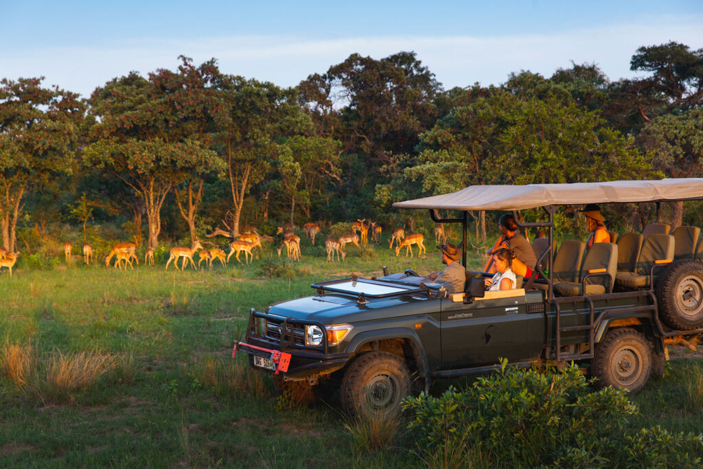 Open-top safari jeep with tourists parked in grassy savanna, a herd of impalas grazing near trees in the distance.