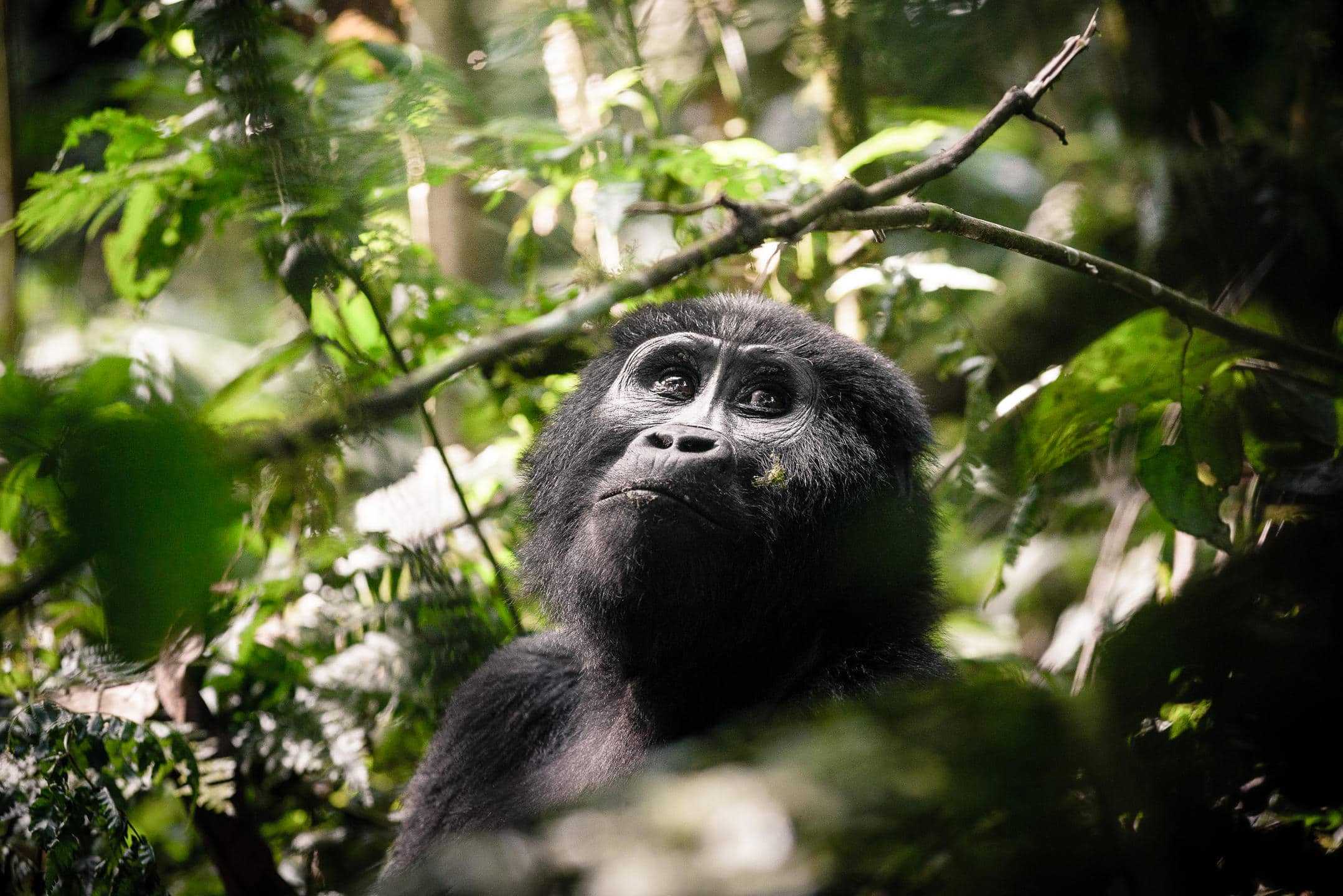 Gorilla Forest Lodge — sezione atmosphere