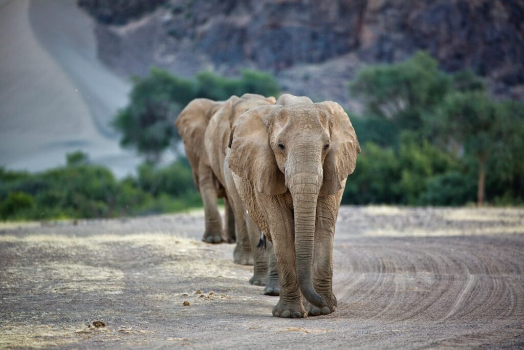 Hoanib Elephant Camp — foto galleria 3
