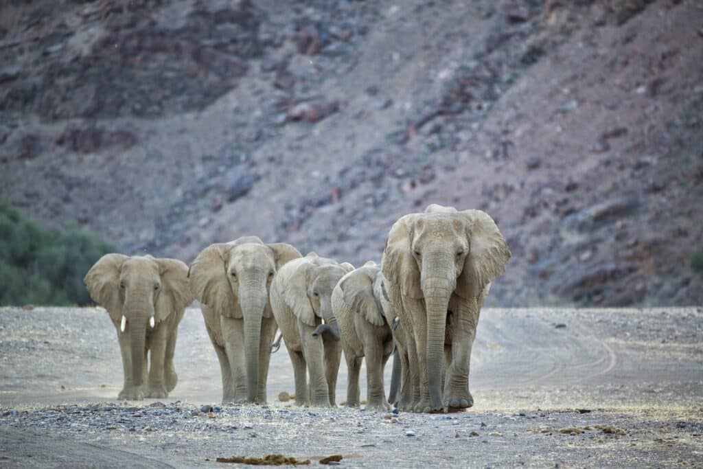 Hoanib Elephant Camp — foto galleria 1