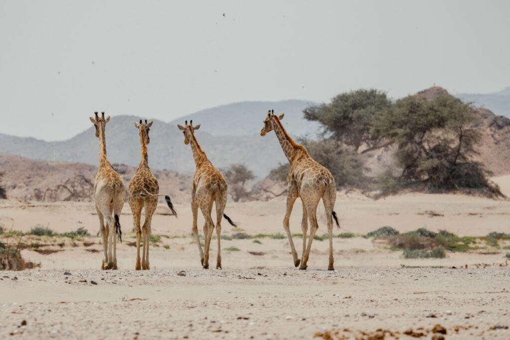 Hoanib Elephant Camp — foto galleria 4