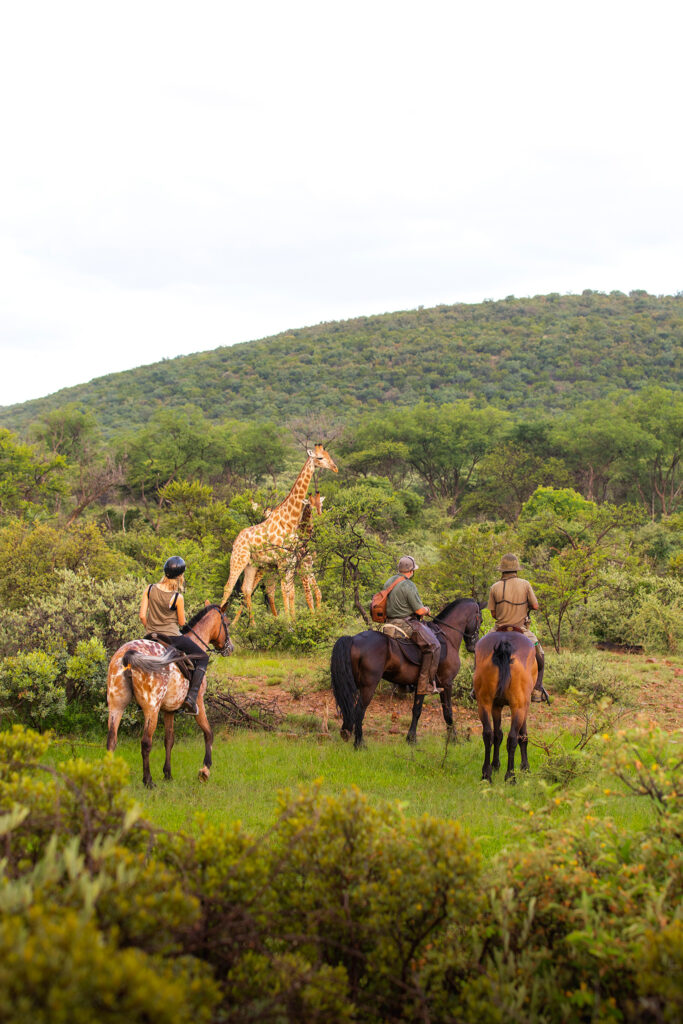 Group of people on horseback observing a giraffe in a grassy savanna with a green hill in the background.