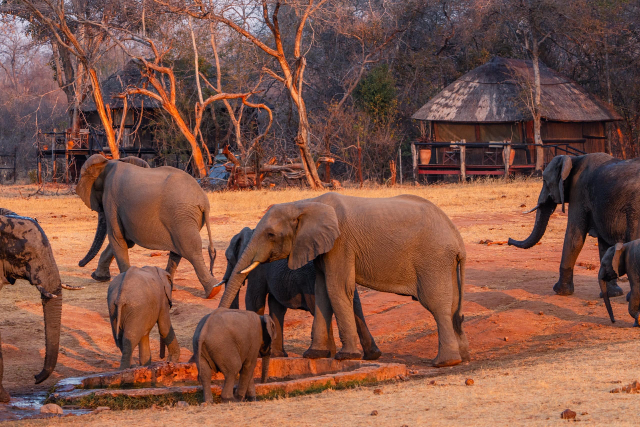 Ivory Lodge — foto principale