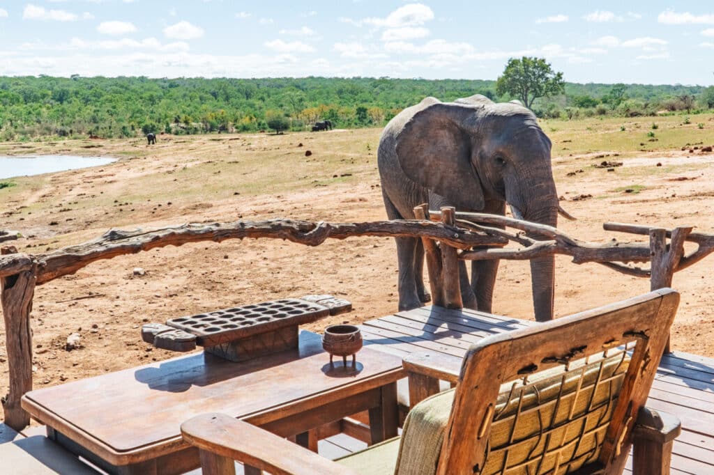 Ivory Lodge — foto galleria 2