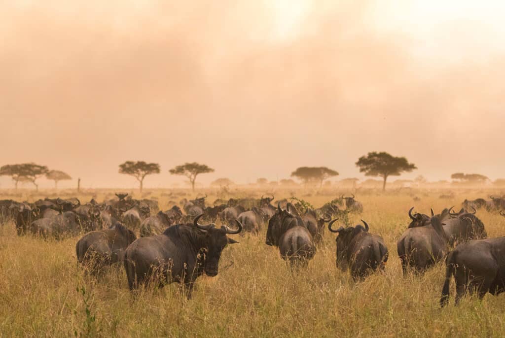 Lamai Serengeti — foto galleria 1