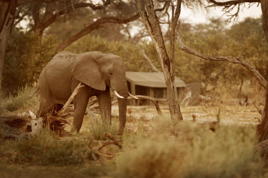 Young elephant calf standing among dry grass and scattered branches in a sunlit savanna scene.
