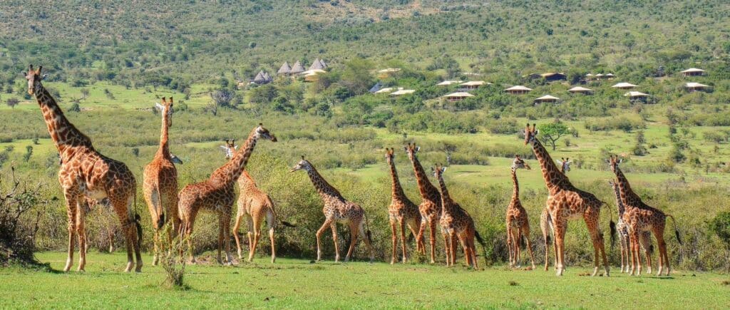 Mara Bushtops Camp — foto galleria 3