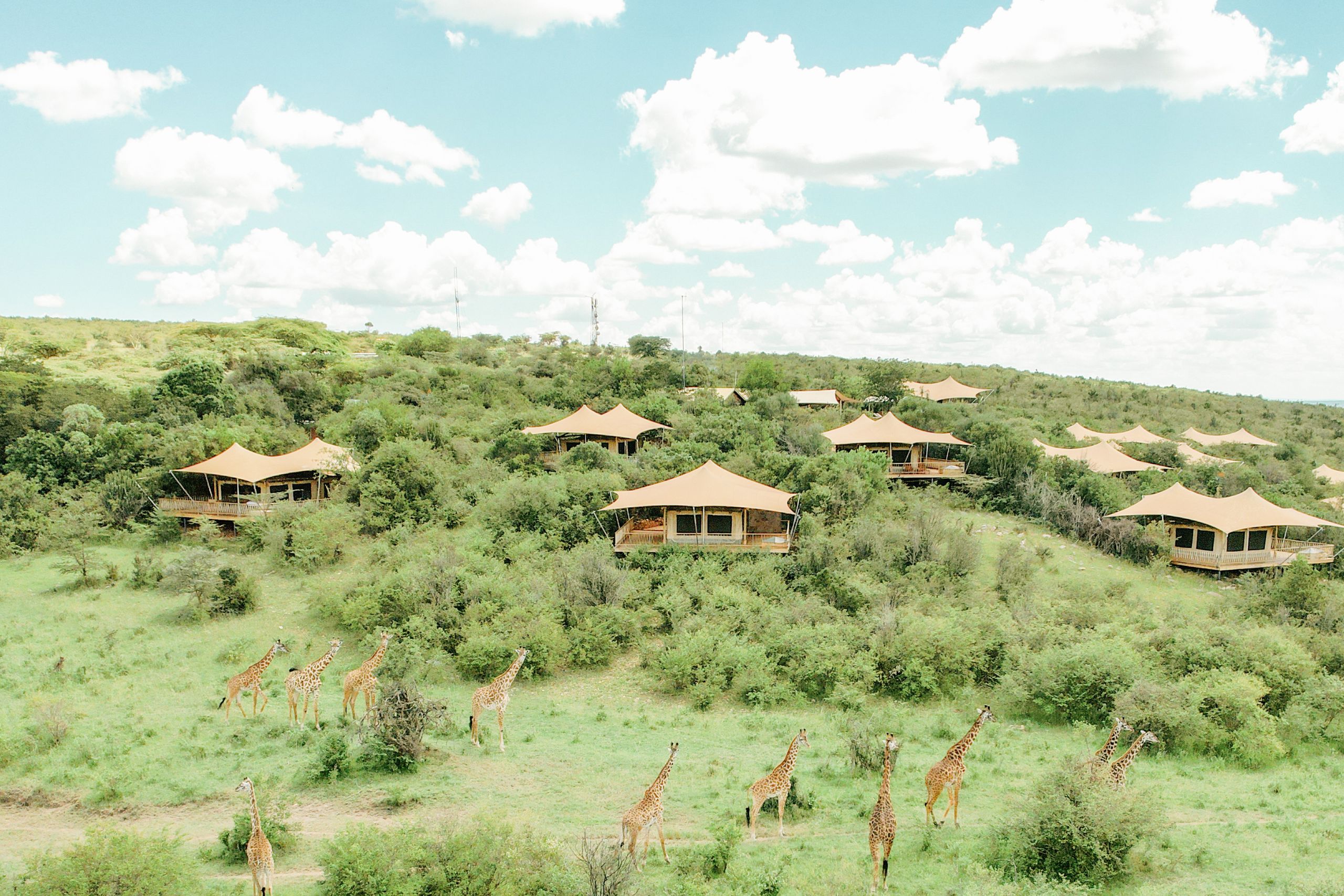 Mara Bushtops Camp — foto principale