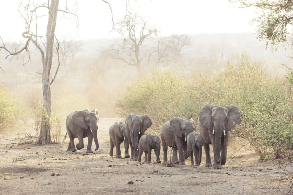 Matetsi Victoria Falls — foto galleria 1