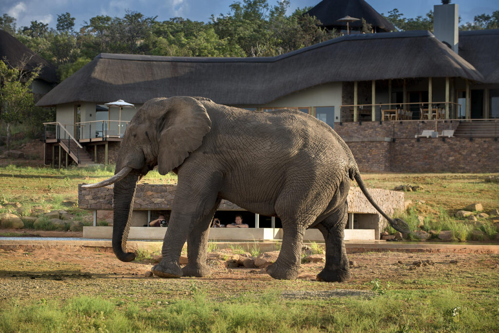 Mhondoro Safari Lodge & Villa — foto galleria 1