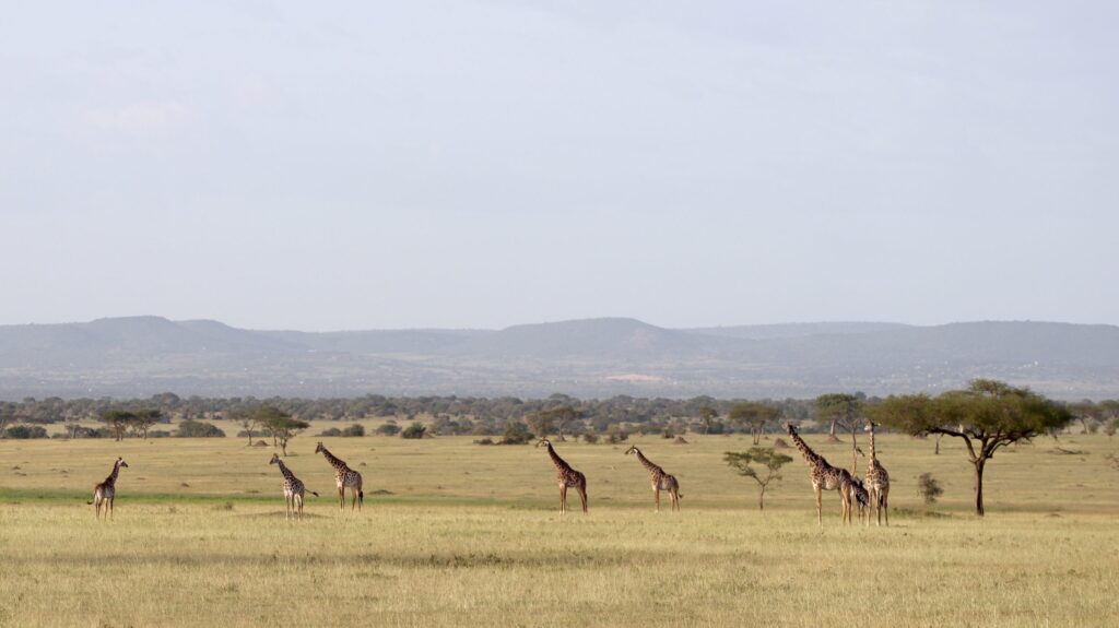 Mila Tented Camp — foto galleria 1