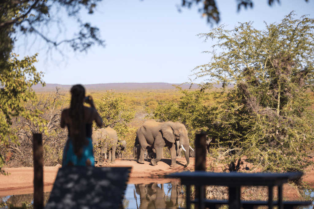 Mopane Bush Lodge — foto galleria 5