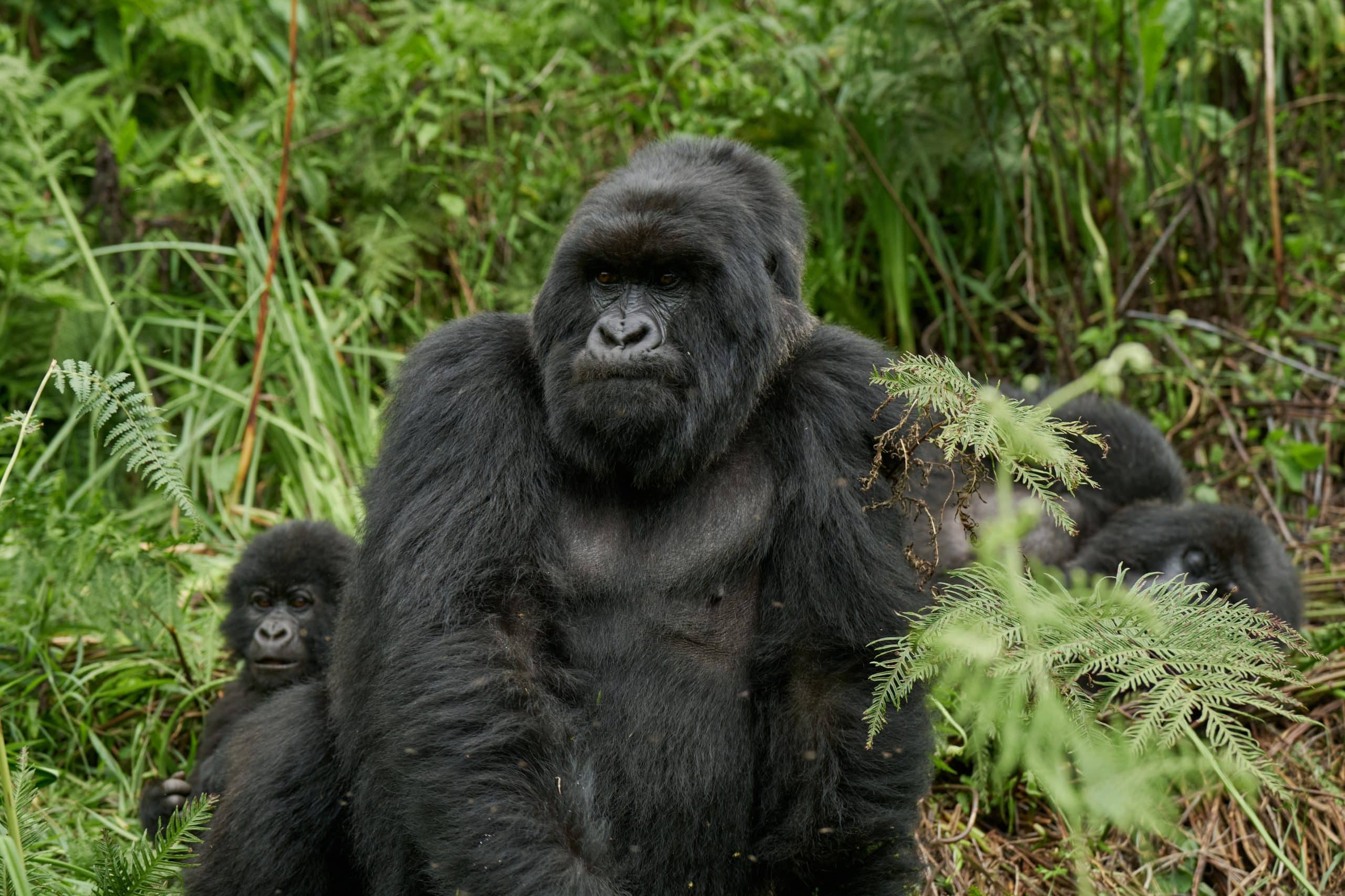 Mount Gahinga Lodge — sezione atmosphere