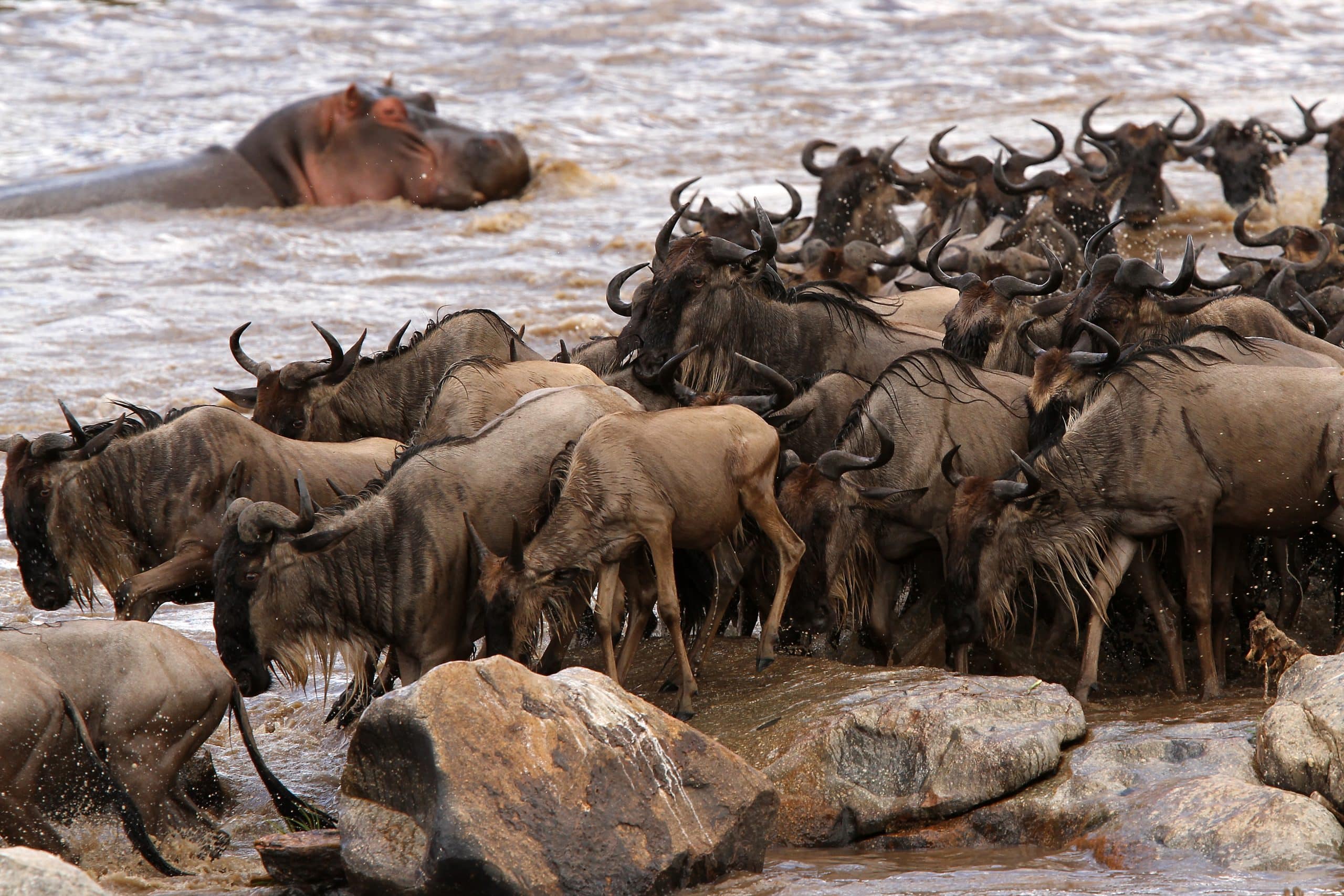 Nyasi Tented Camp — sezione introduzione