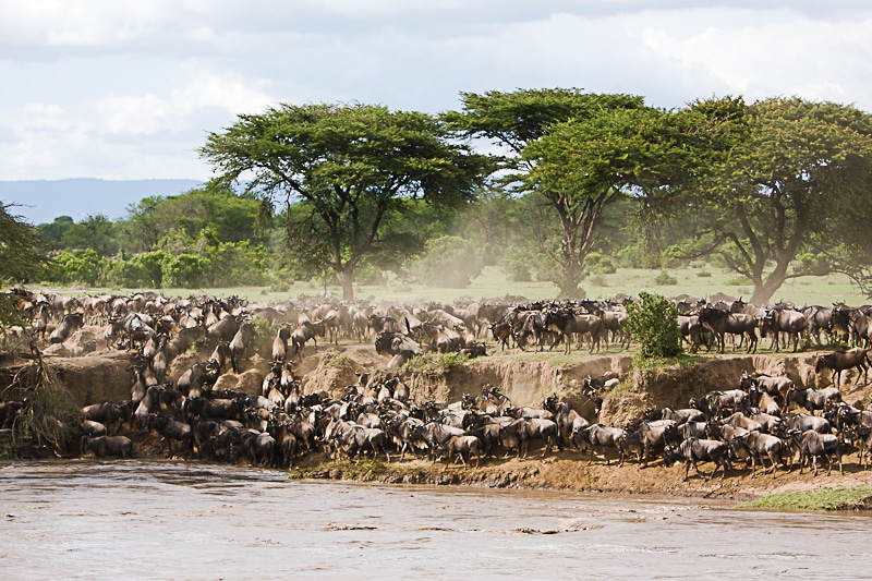 Nyasi Tented Camp — foto galleria 4