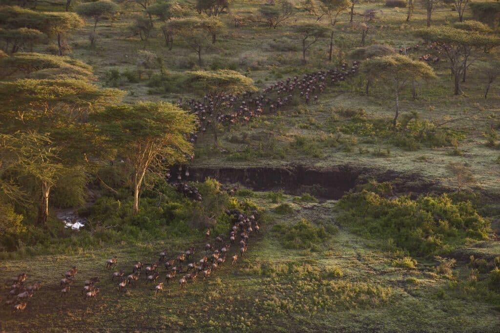 Herd of wildebeest migrating across a sunlit savannah with scattered trees and low shrubs.
