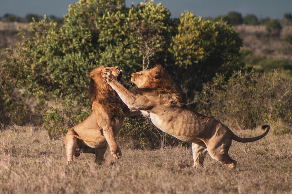 Ol Pejeta Safari Cottages — sezione introduzione
