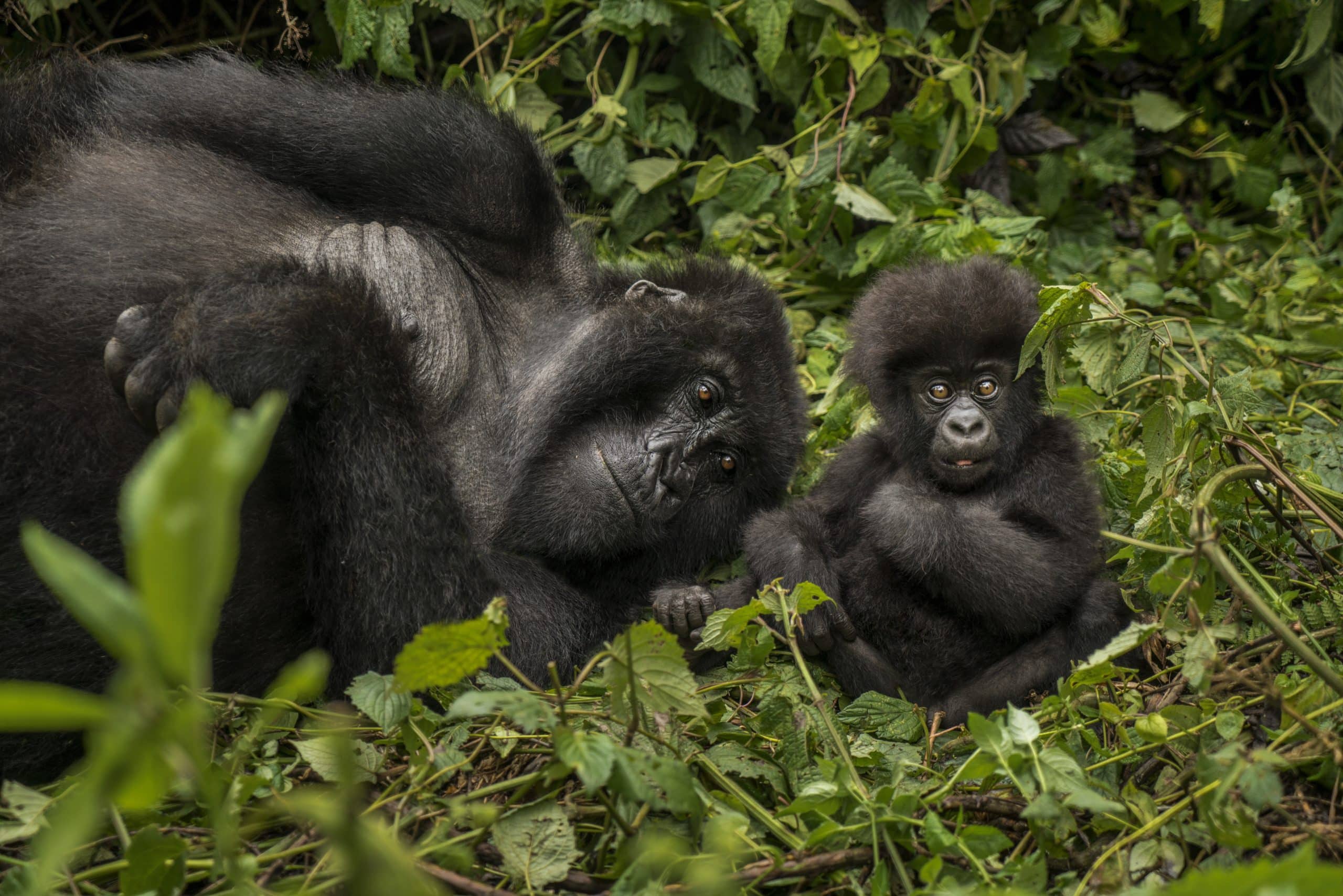 One&Only Gorilla's Nest — sezione atmosphere
