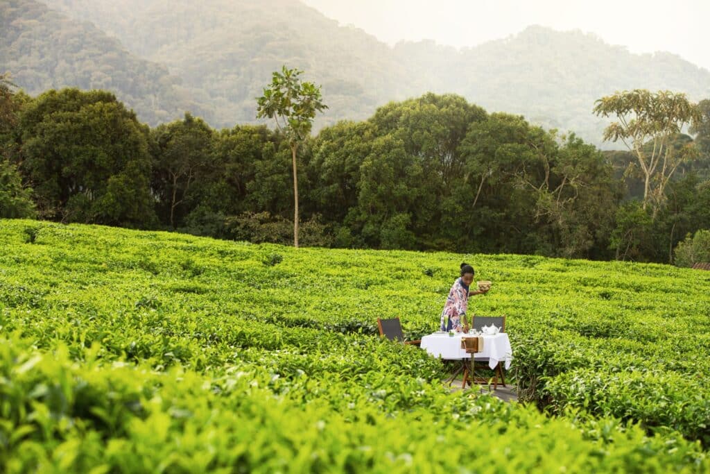 One&Only Nyungwe House — sezione introduzione