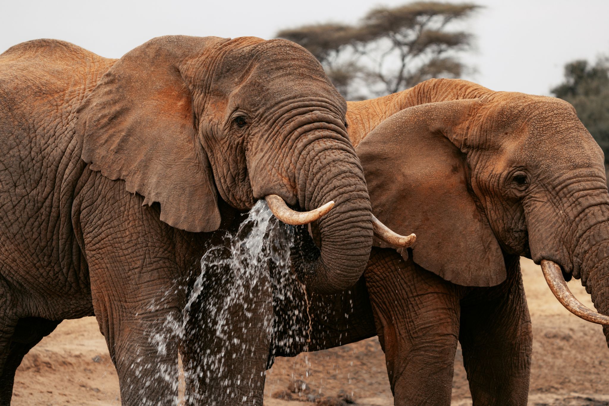 Porini Amboseli Camp — foto galleria 1