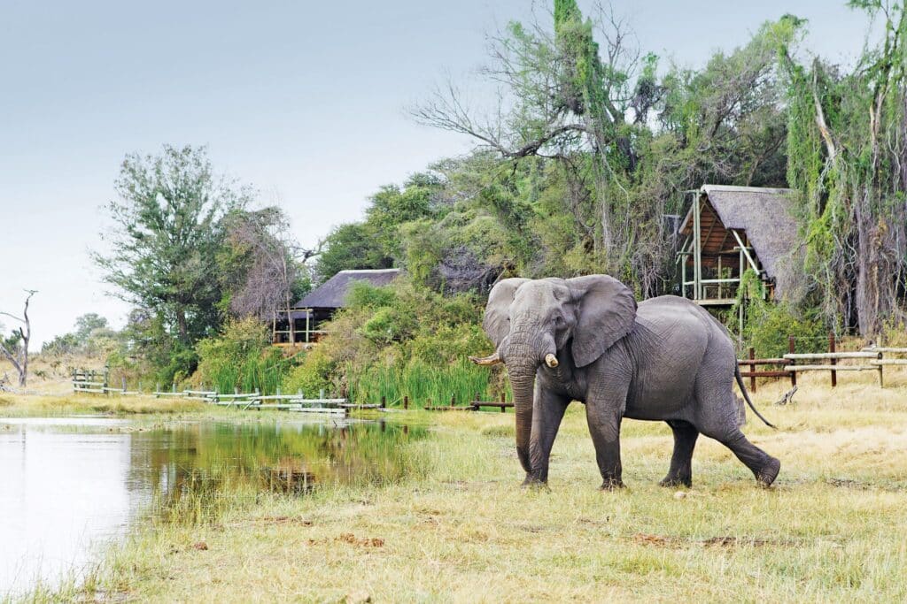 Savute Safari Lodge — foto galleria 2