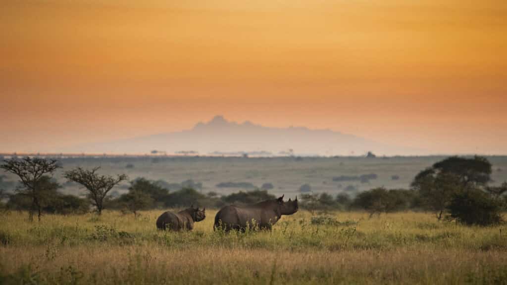Herd of rhinoceroses grazing in a grassy savannah at sunset with an orange sky and distant hills.