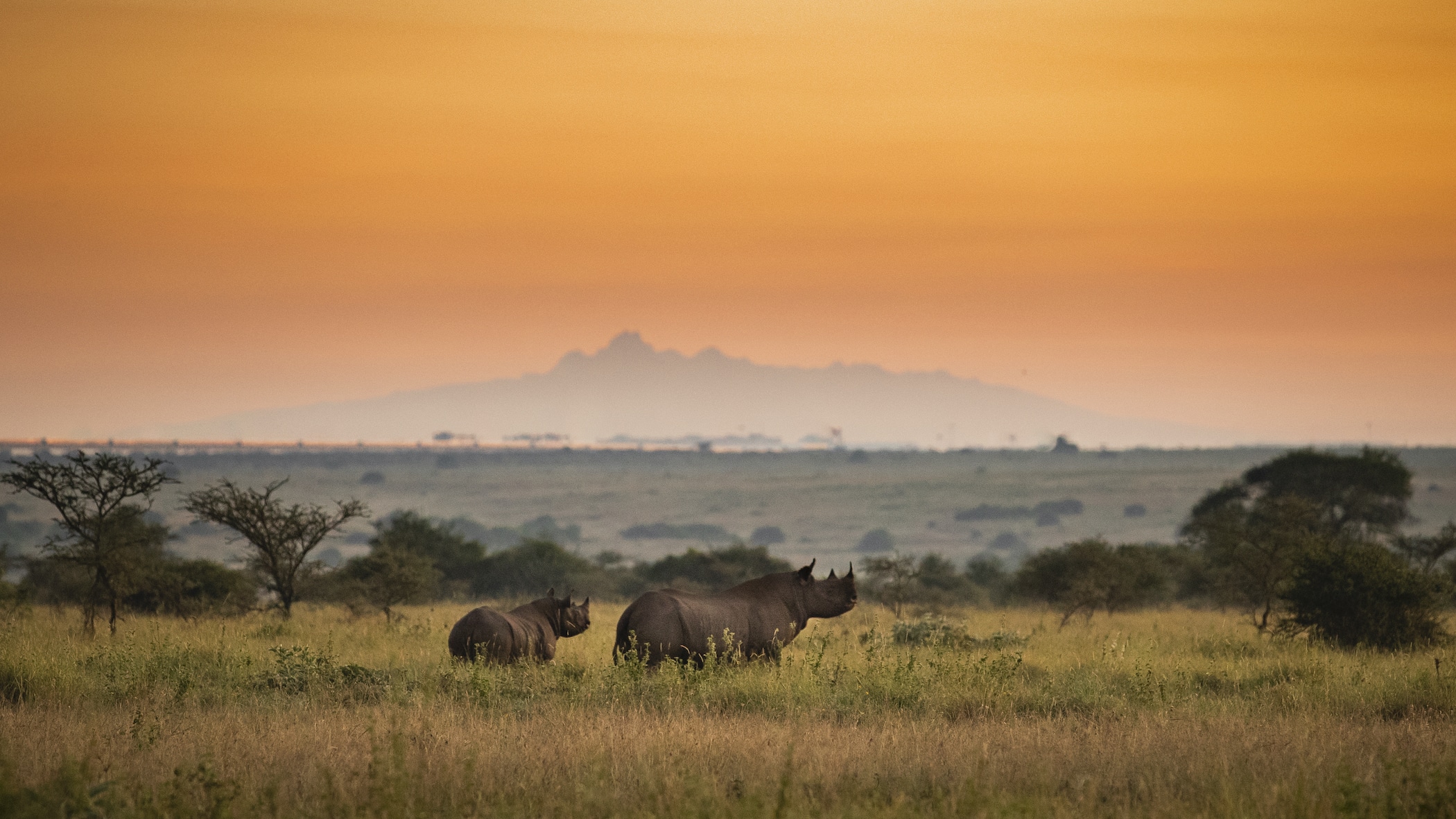 Herd of rhinoceroses grazing in a grassy savannah at sunset with an orange sky and distant hills.