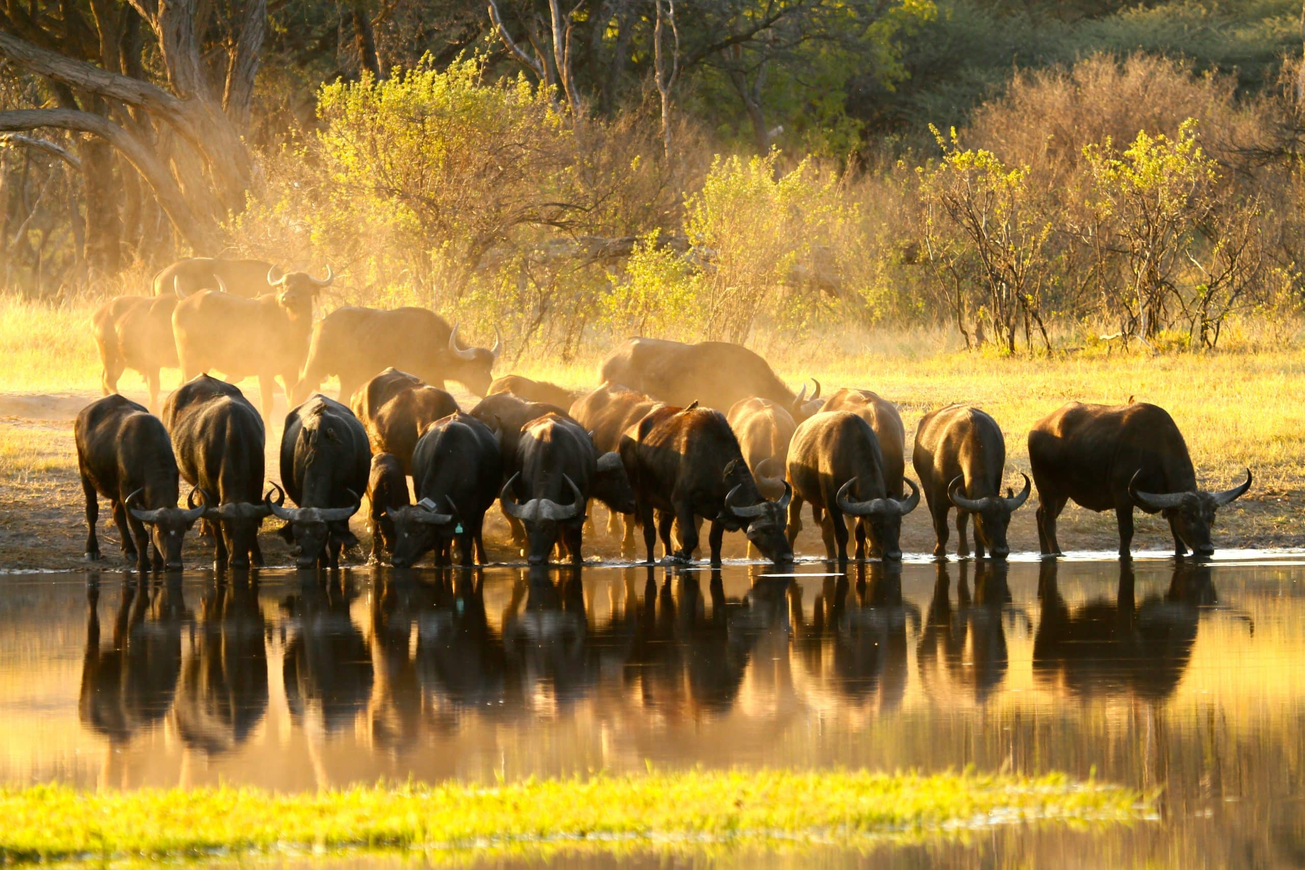 Herd of wildebeest drinking at a waterhole as golden light washes over dusty savanna and trees in the background.