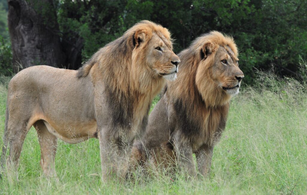 The Hide Safari Camp — foto galleria 4