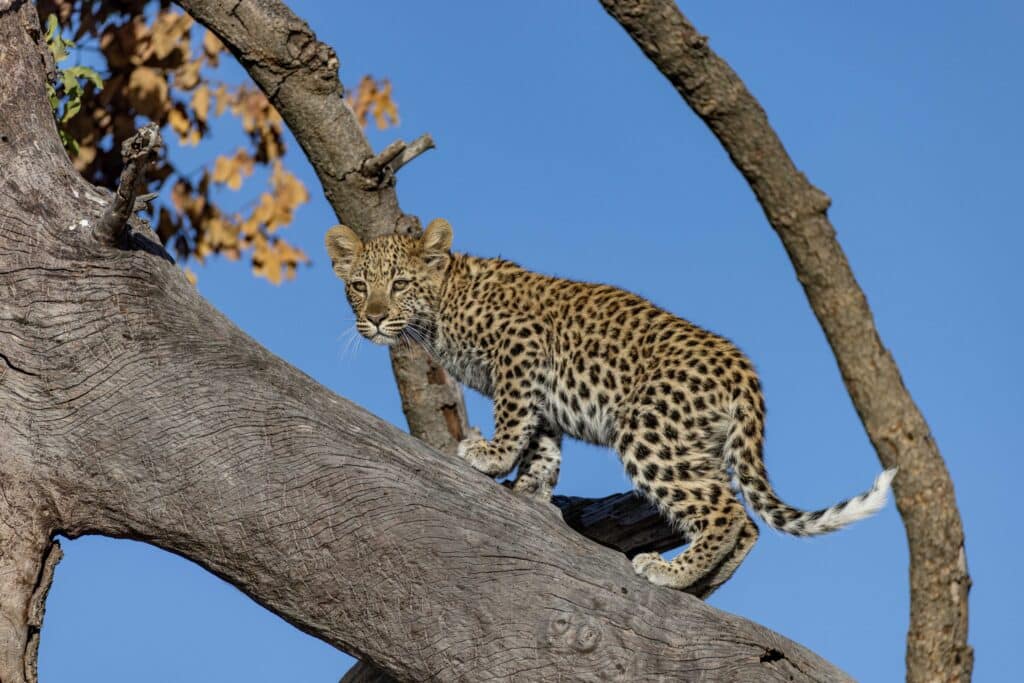 Young leopard cub perched on a thick tree branch against a clear blue sky, gazing forward.