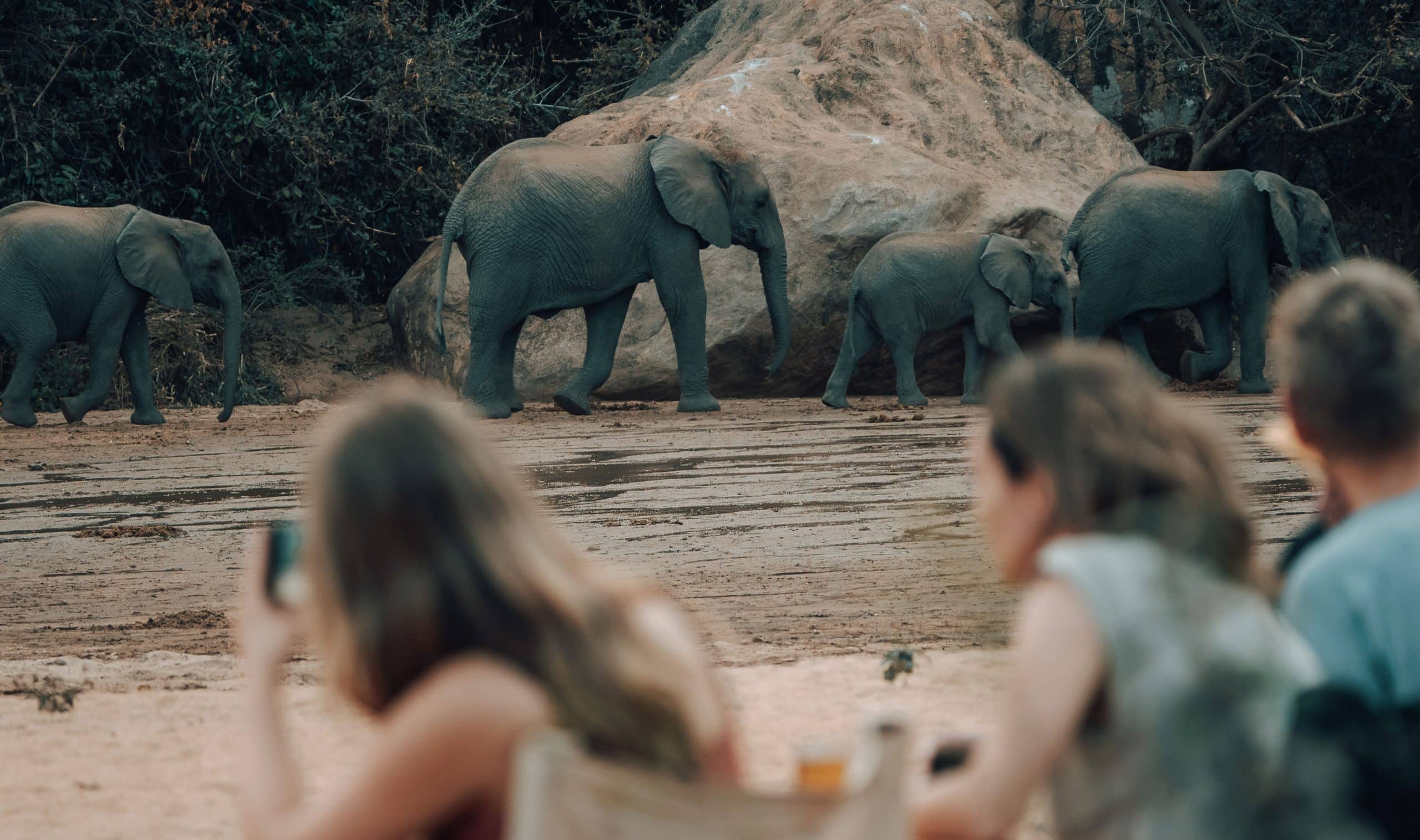 A herd of elephants walking in a sandy area with a rocky backdrop, while blurred spectators watch from the foreground.