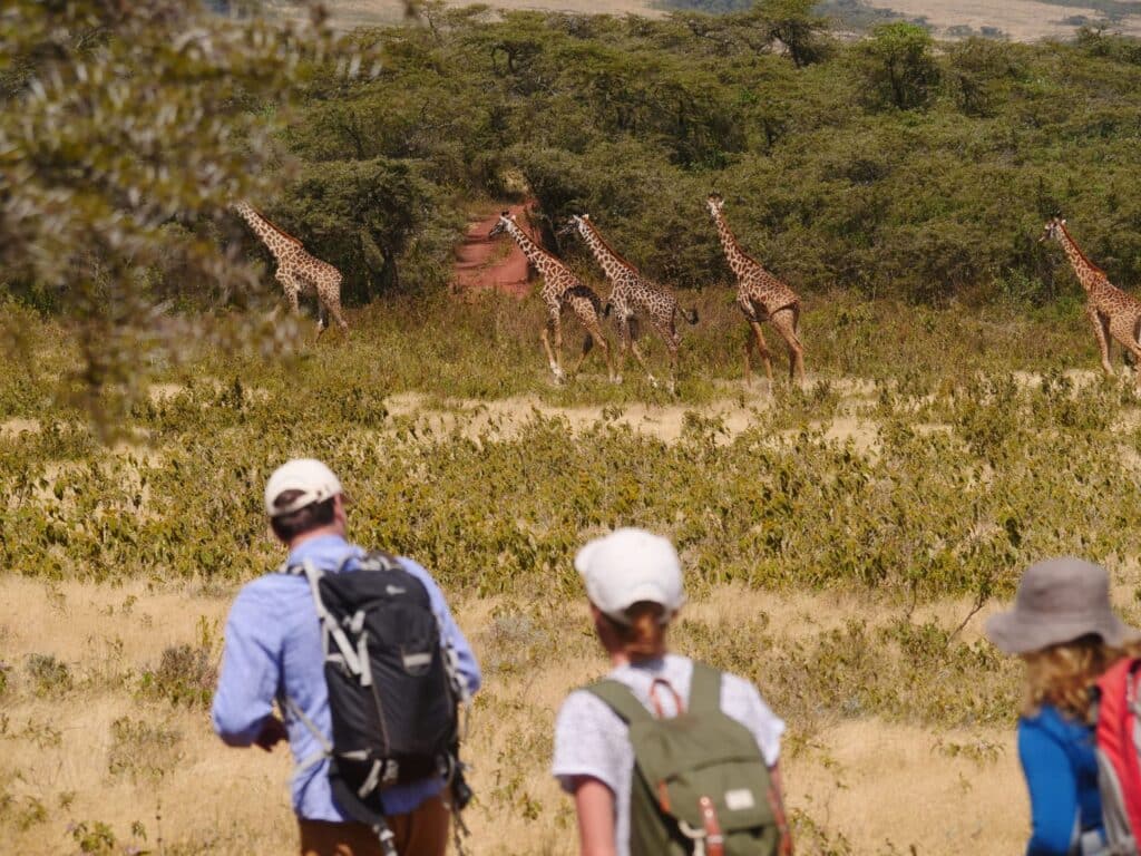 Group of giraffes walking along a dusty trail in a dry savannah, seen through foreground hikers watching from the path behind them.