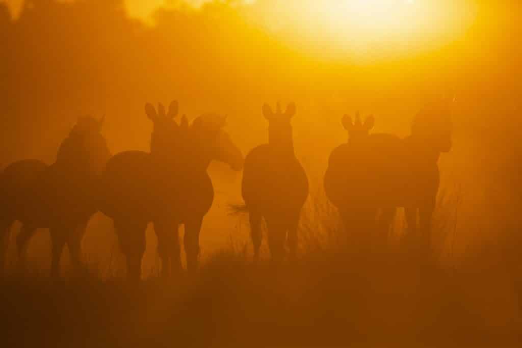 Hwange Bush Camp — foto galleria 2