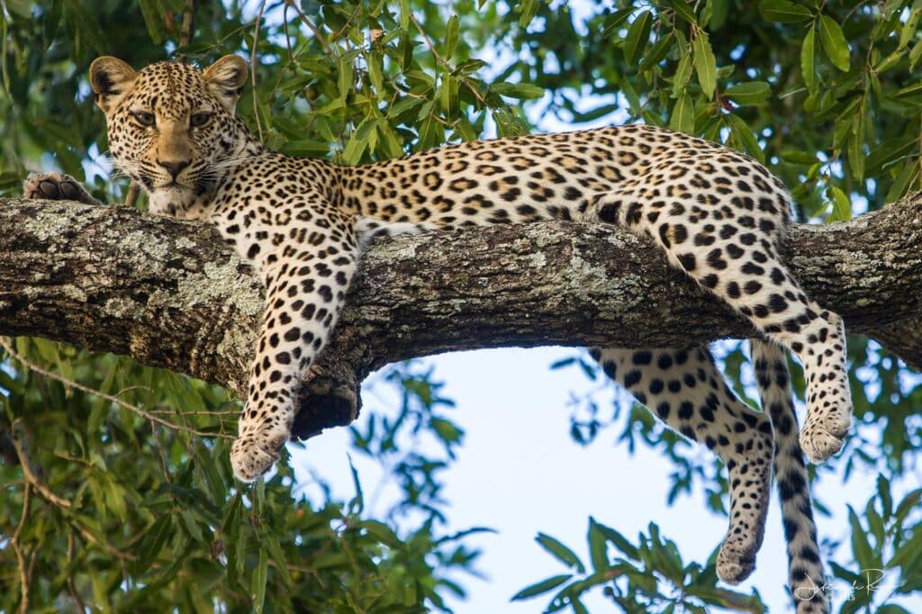 Inyati Game Lodge — sezione atmosphere