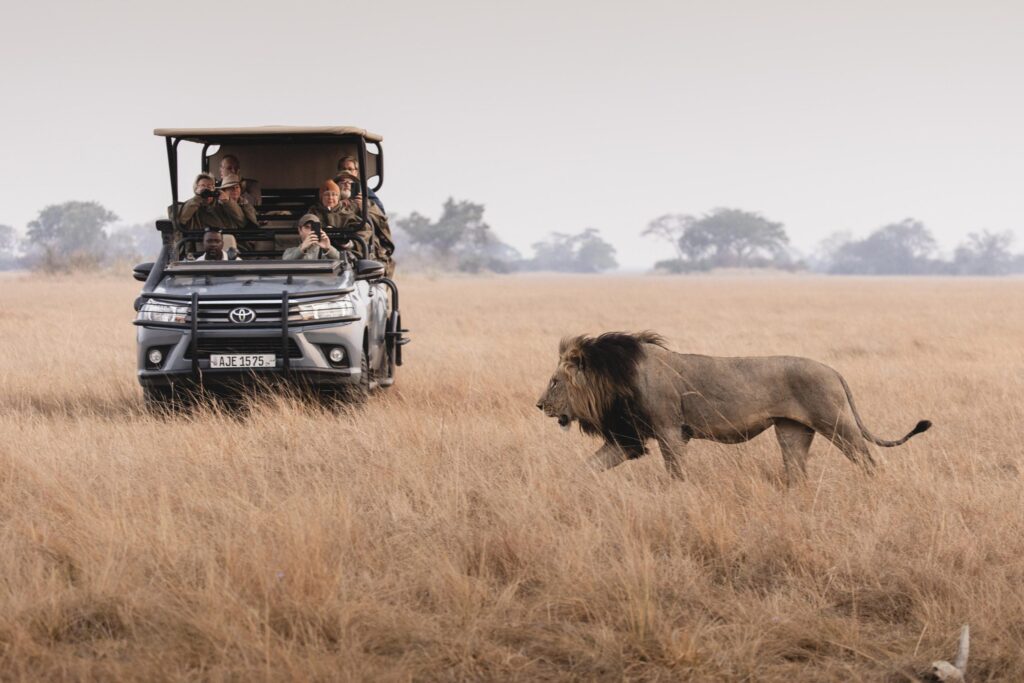 Wilderness Shumba — foto galleria 5